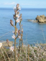 Wild asphodel